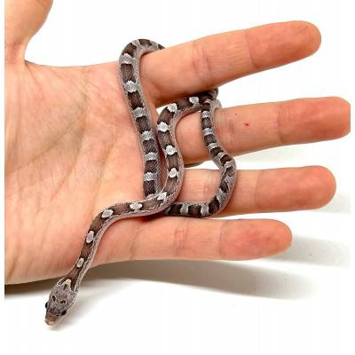 Pantherophis guttatus...