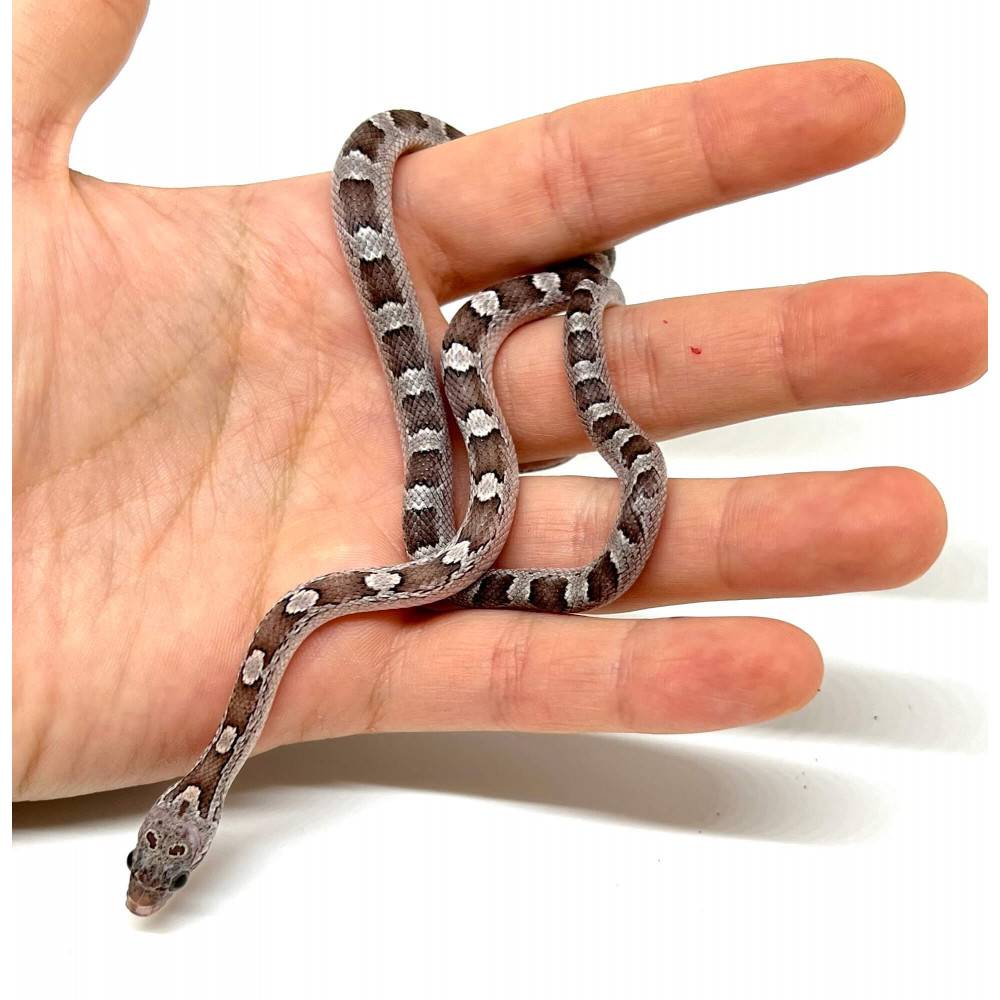 Pantherophis guttatus "Anery Blood" - Serpent des blés