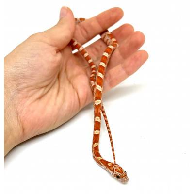 Pantherophis guttatus "Hypo...
