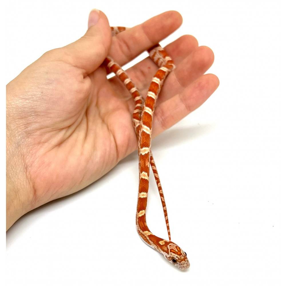 Pantherophis guttatus "Hypo Sunkissed" - Serpent des blés