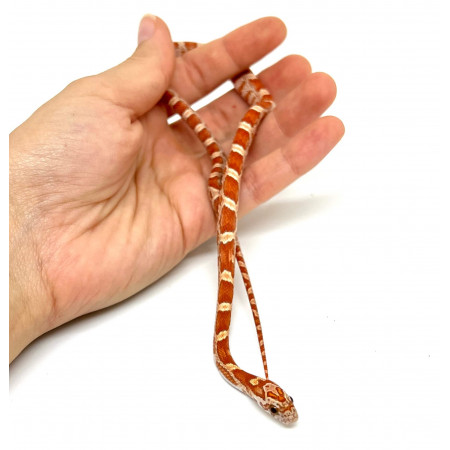 Pantherophis guttatus "Hypo Sunkissed" - Serpent des blés