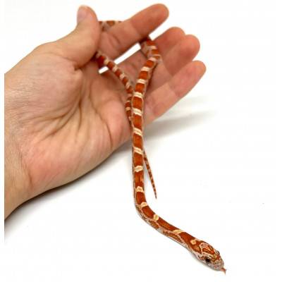 Pantherophis guttatus "Hypo Sunkissed" - Serpent des blés