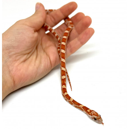 Pantherophis guttatus "Hypo Sunkissed" - Serpent des blés