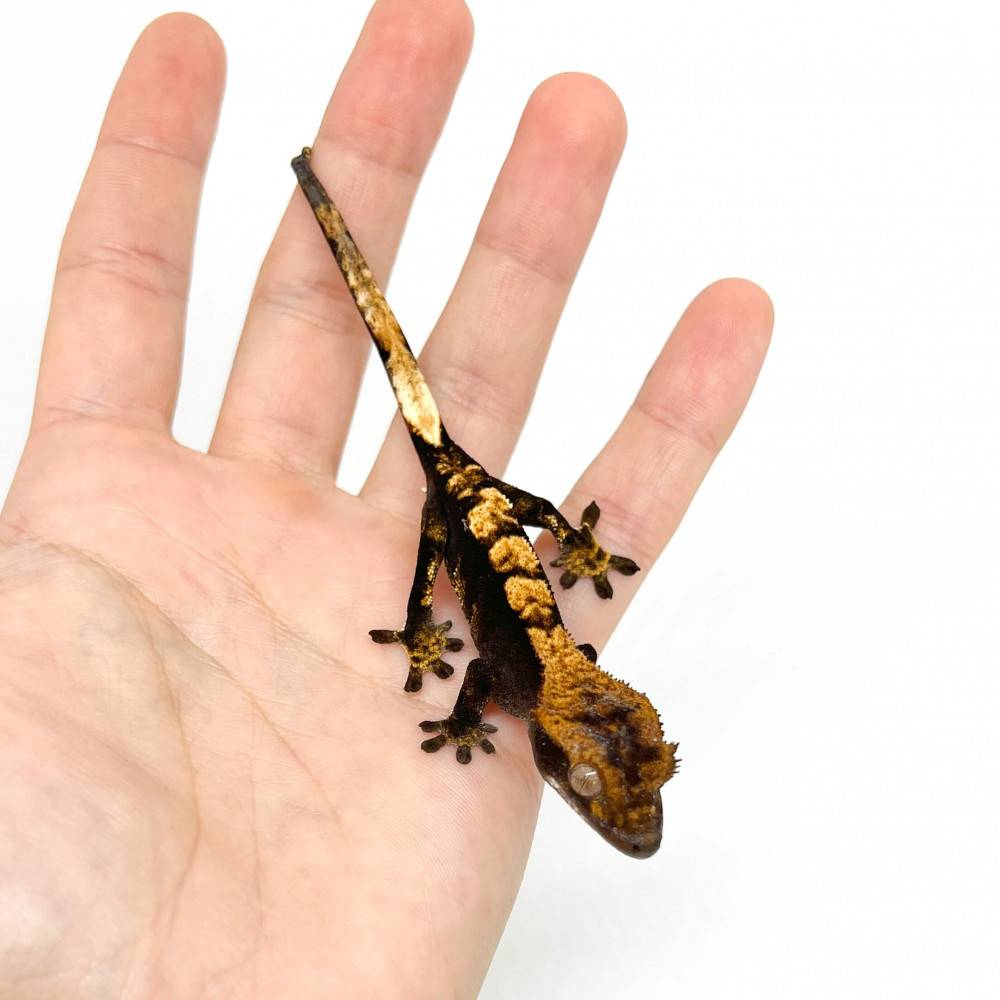 Correlophus ciliatus "Black Halloween" - Gecko à crête