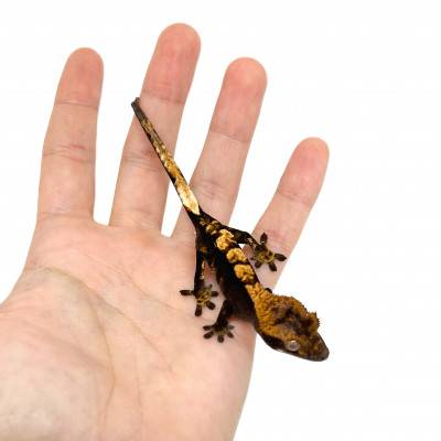 Correlophus ciliatus "Black Halloween" - Gecko à crête