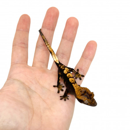 Correlophus ciliatus "Black Halloween" - Gecko à crête