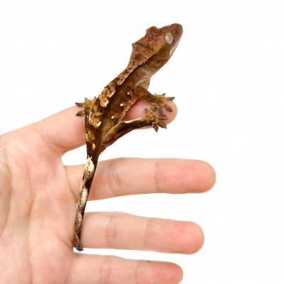 Correlophus ciliatus "Harlequin Porthole" Jeune - Gecko à crête