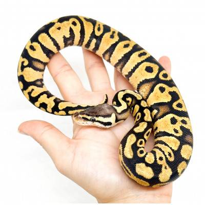 Python royal "Pastel Yellow...