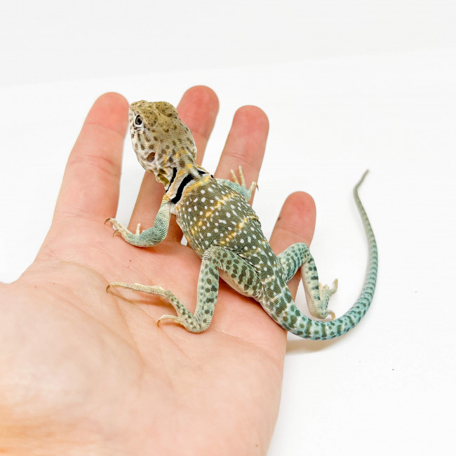 Crotaphytus collaris collaris Lézard à collier