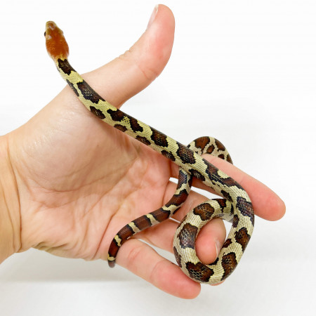 Elaphe moellendorffi - Serpent des fleurs