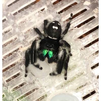 Phidippus regius "Florida"...