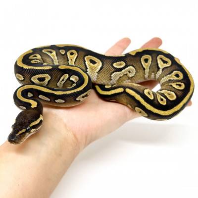 Python regius "Mojave" -...