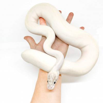 Python regius "Ivory" - Python royal