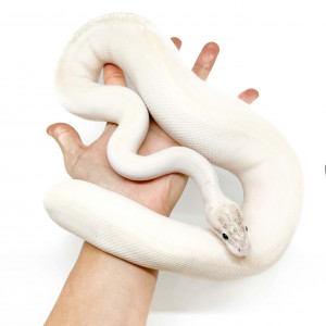 Python regius "Ivory" -...