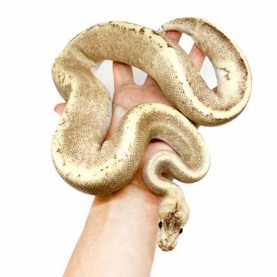 Python regius "GHI Fire Champagne" - Python royal