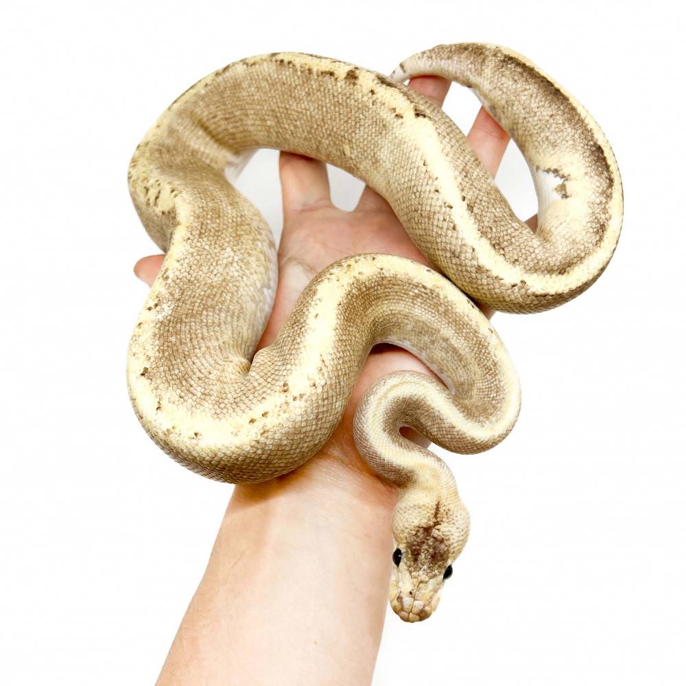 Python regius "GHI Fire Champagne" - Python royal