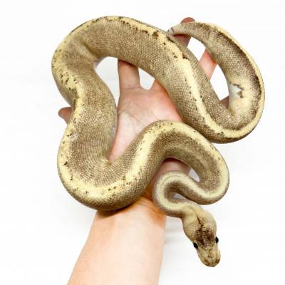 Python regius "GHI Fire Champagne" - Python royal