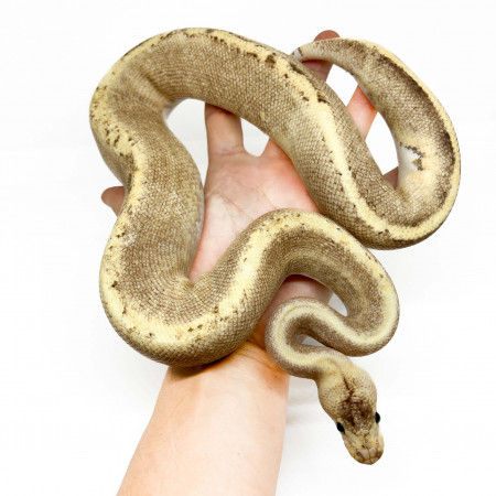 Python regius "GHI Fire Champagne" - Python royal