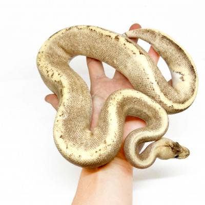 Python regius "GHI Fire Champagne" - Python royal