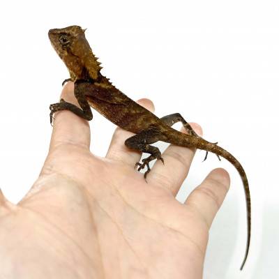 Acanthosaura nataliae - Dragon des montagnes