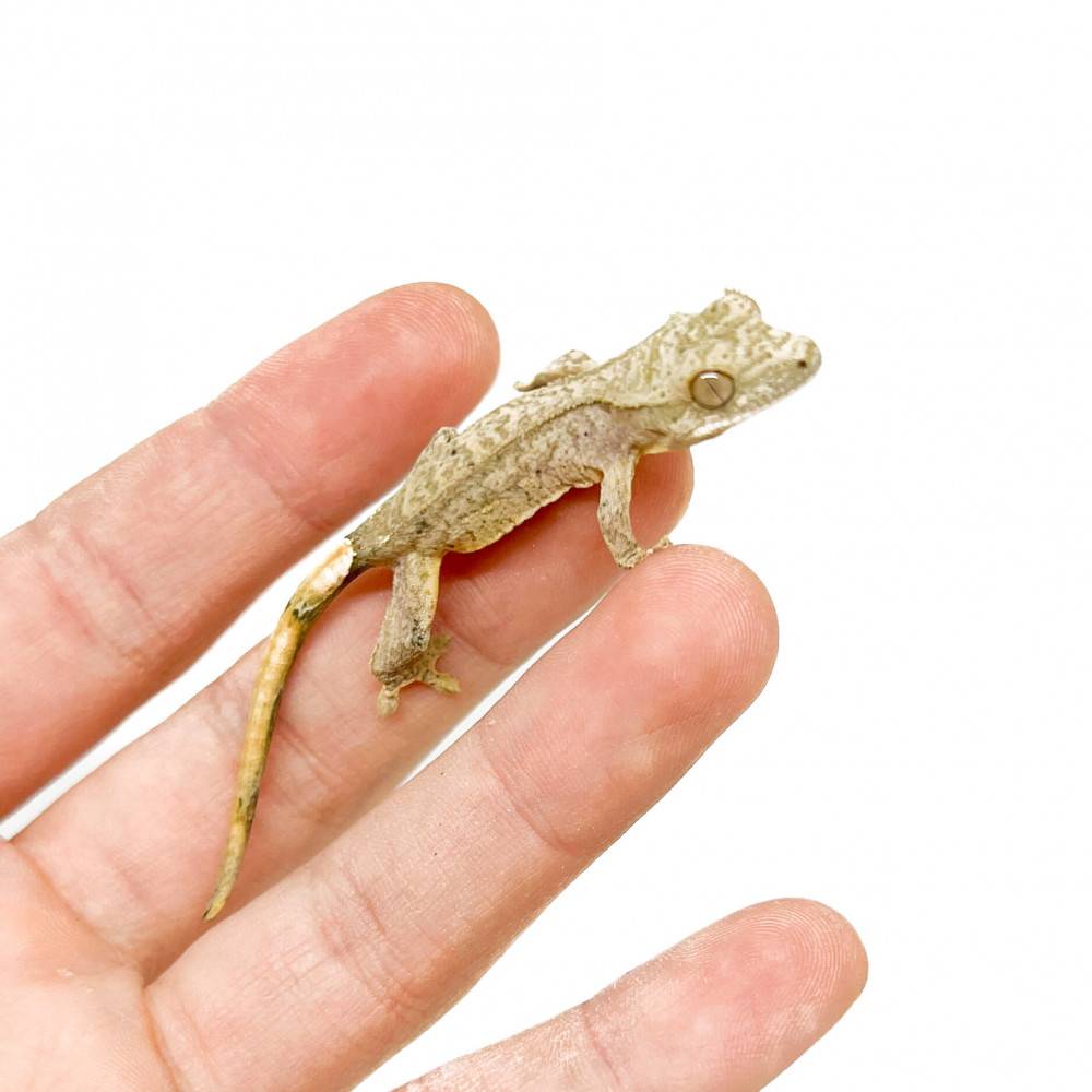 Correlophus ciliatus "Grey Tiger" JEUNE- Gecko à crête