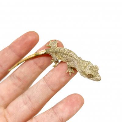 Correlophus ciliatus "Grey Tiger" JEUNE- Gecko à crête