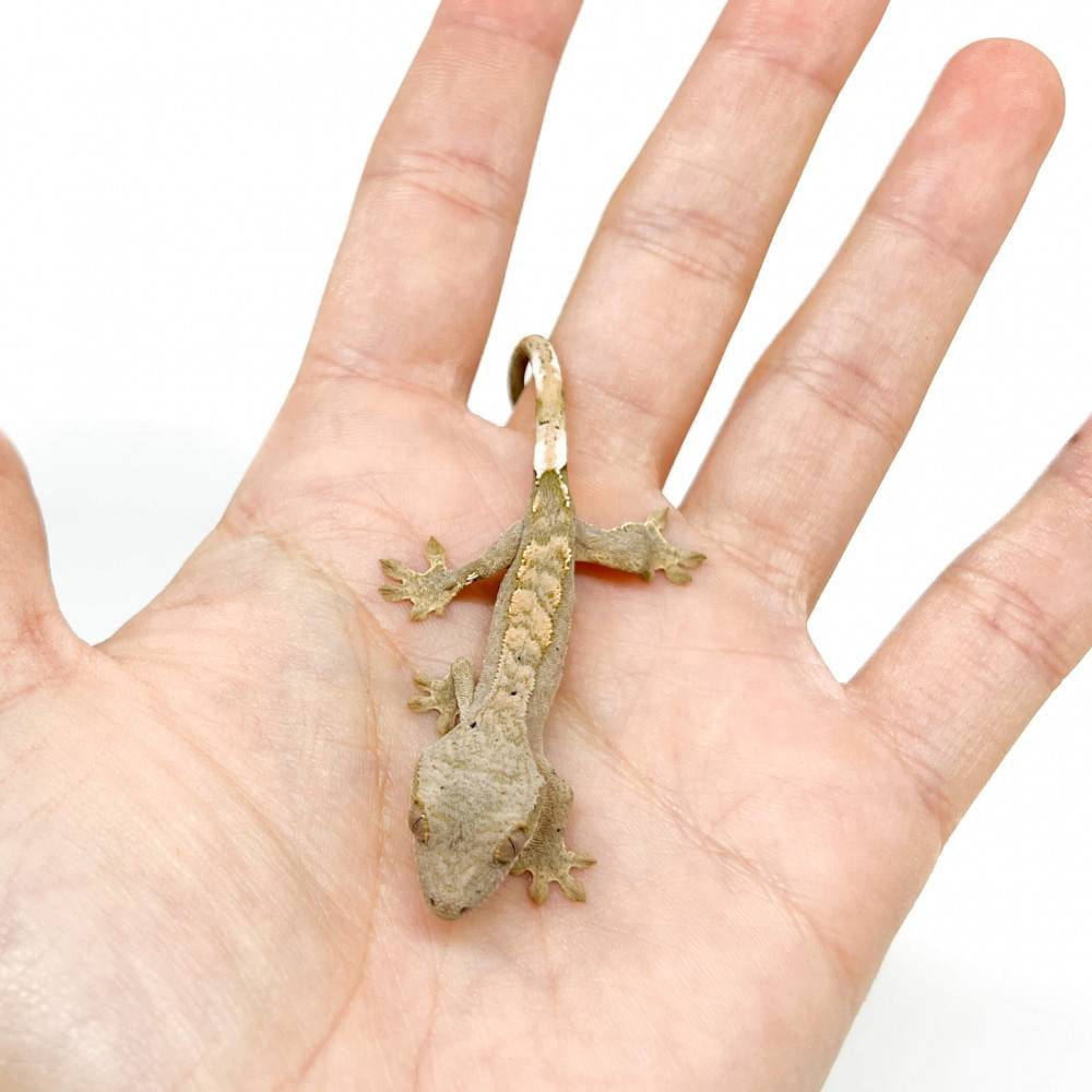 Correlophus ciliatus "Grey Harlequin" - Gecko à crête