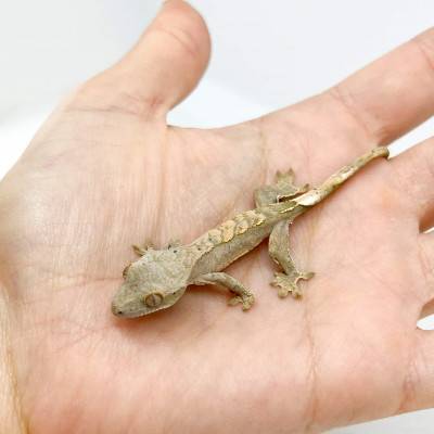 Correlophus ciliatus "Grey Harlequin" - Gecko à crête