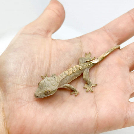 Correlophus ciliatus "Grey Harlequin" - Gecko à crête