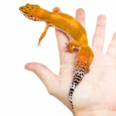 Eublepharis macularius "Super hypo tangerine Mandarin" - Gecko léopard