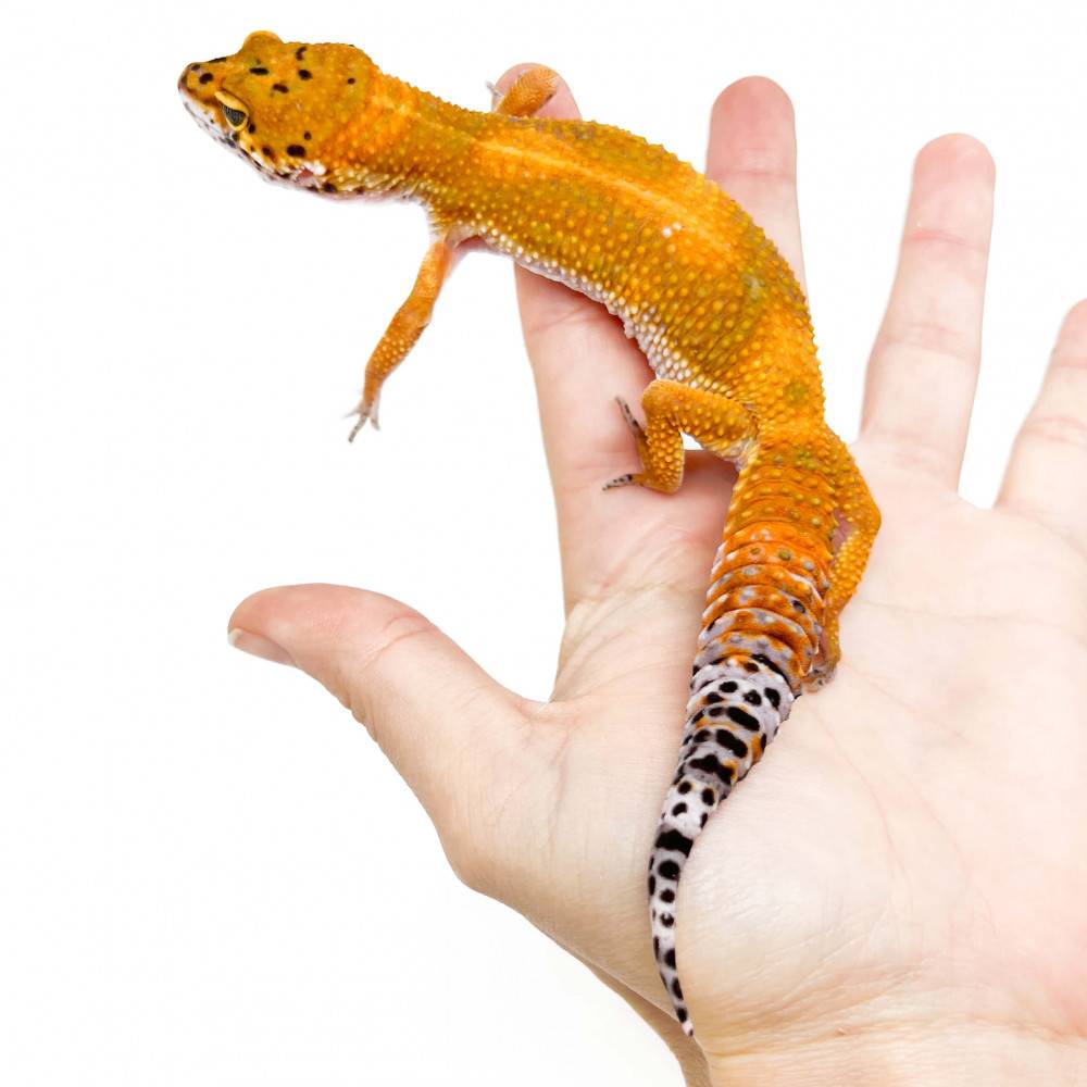 Eublepharis macularius "Super hypo tangerine Mandarin" - Gecko léopard Eublepharis macularius "Super hypo tangerine Mandarin" - Gecko léopard