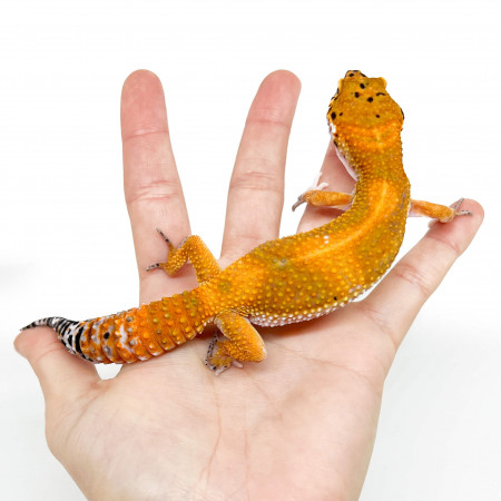 Eublepharis macularius "Super hypo tangerine Mandarin" - Gecko léopard
