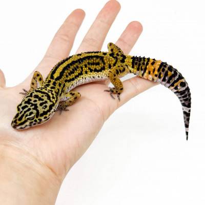 Eublepharis macularius "Bold stripe" - Gecko léopard