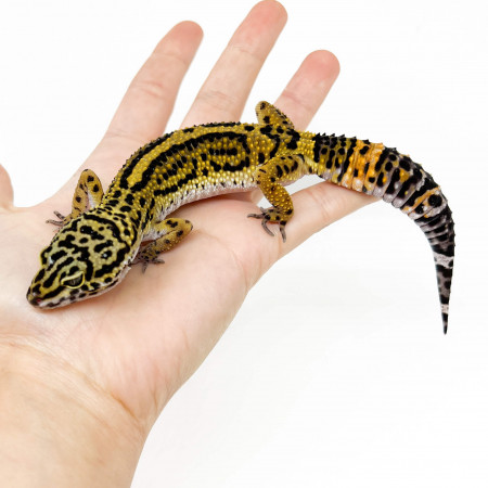 Eublepharis macularius "Bold stripe" - Gecko léopard