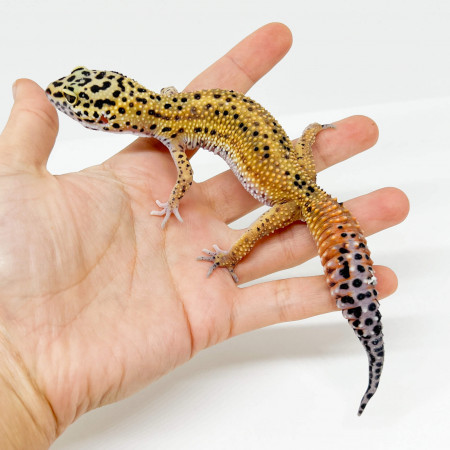 Eublepharis macularius "Stripe Carrot tail" - Gecko léopard