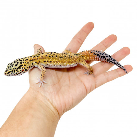 Eublepharis macularius "Stripe Carrot tail" - Gecko léopard