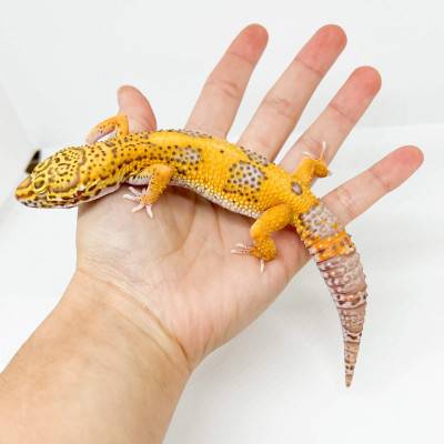 Eublepharis macularius "Jungle Bell albinos" - Gecko léopard