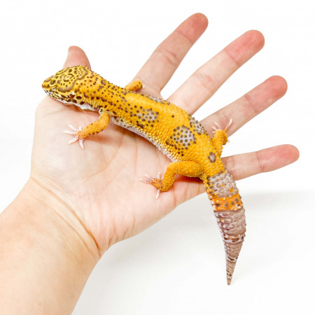 Eublepharis macularius "Jungle Bell albinos" - Gecko léopard