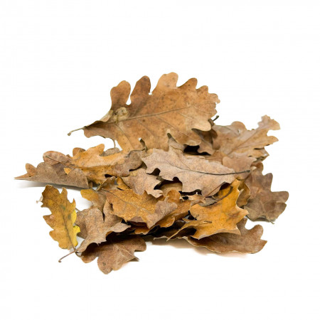 Feuilles de chêne pour terrarium naturel