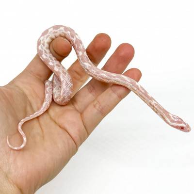 Pantherophis guttatus "Snow Mosaïque" - Serpent des blés