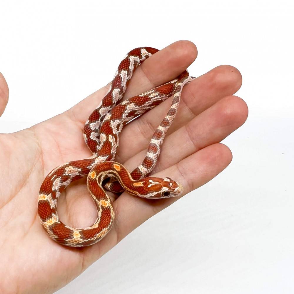 Pantherophis guttatus "Okeetee aberrant Ultramel" - Serpent des blés