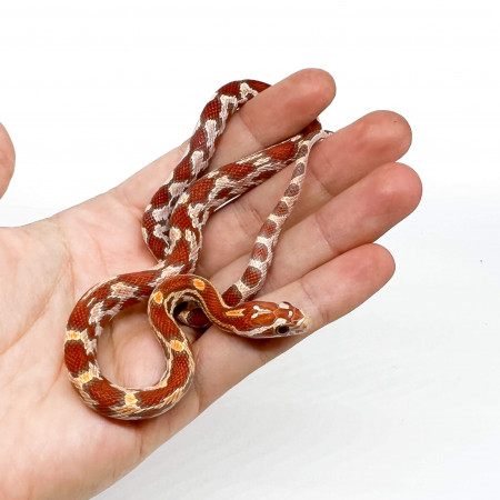 Pantherophis guttatus "Okeetee aberrant Ultramel" - Serpent des blés