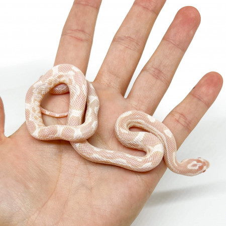 Pantherophis guttatus "Snow aberrant" - Serpent des blés