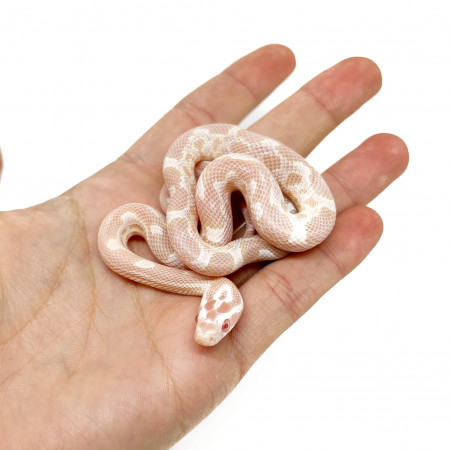 Pantherophis guttatus "Snow aberrant" - Serpent des blés