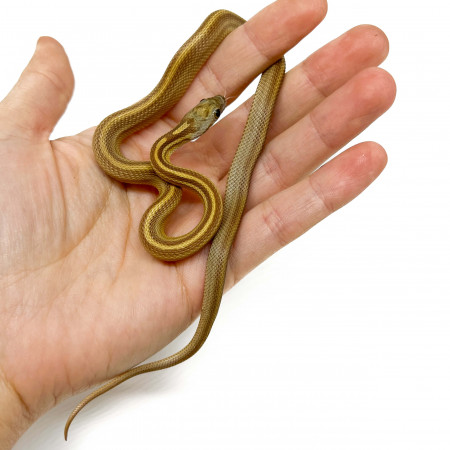 Pantherophis guttatus "Caramel Ligné" - Serpent des blés