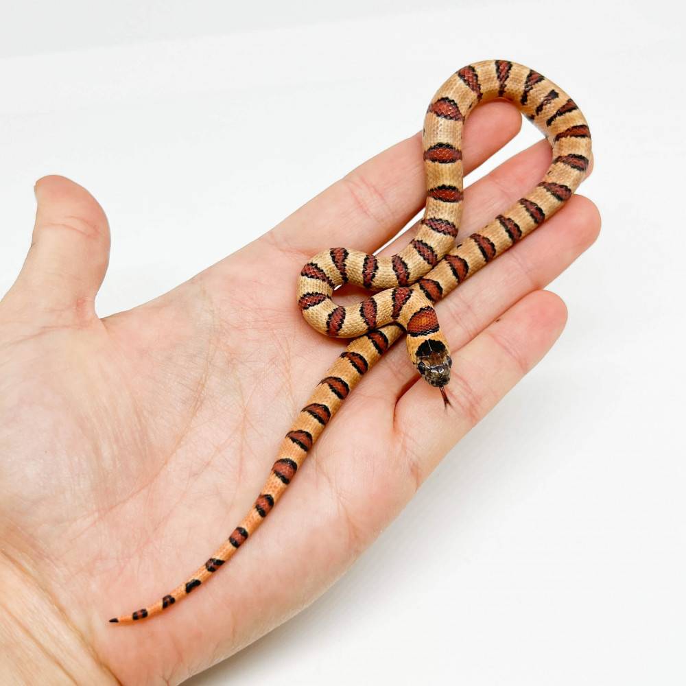 Lampropeltis mexicana thayeri - Serpent roi du Mexique