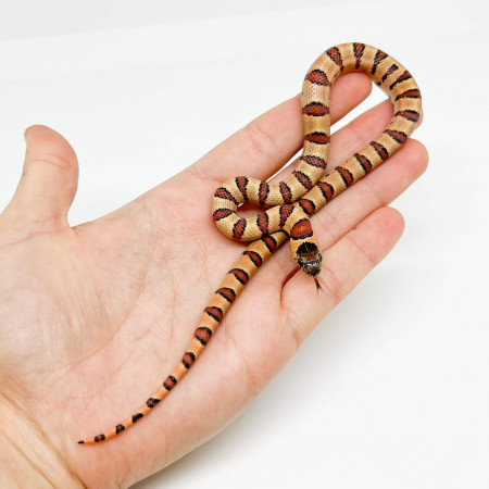 Lampropeltis mexicana thayeri - Serpent roi du Mexique