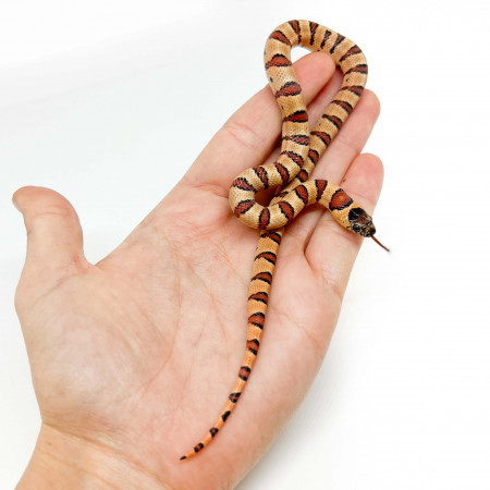Lampropeltis mexicana thayeri - Serpent roi du Mexique