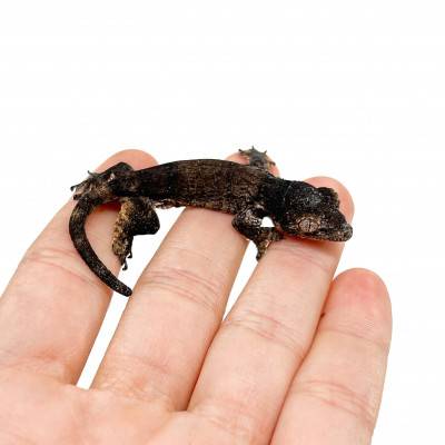 Gehyra marginata NC - Gecko...