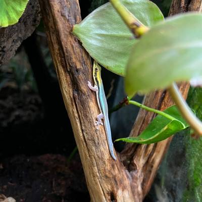 Phelsuma klemmeri - Gecko néon